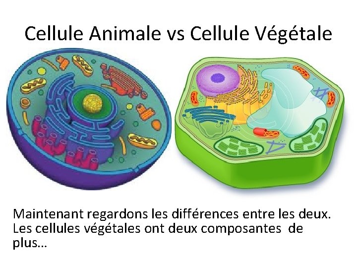 1 2 Les Cellules Dans une cellule Organite