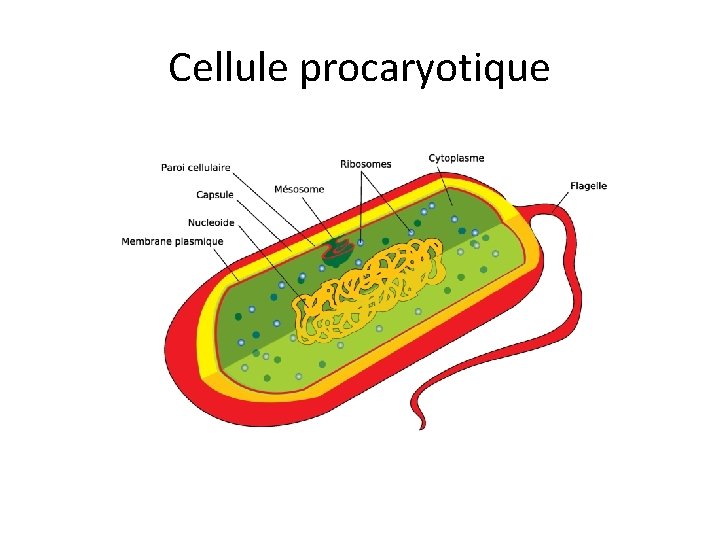 Cellule procaryotique Cellule procaryotique