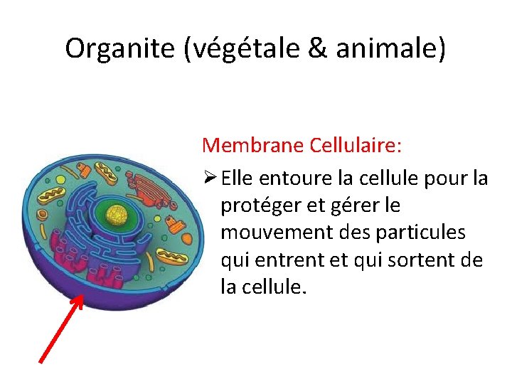 Organite (végétale & animale) Membrane Cellulaire: Ø Elle entoure la cellule pour la protéger Organite (végétale & animale) Membrane Cellulaire: Ø Elle entoure la cellule pour la protéger