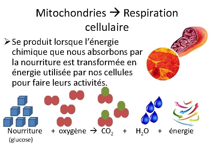 Mitochondries Respiration cellulaire Ø Se produit lorsque l’énergie chimique nous absorbons par la nourriture Mitochondries Respiration cellulaire Ø Se produit lorsque l’énergie chimique nous absorbons par la nourriture