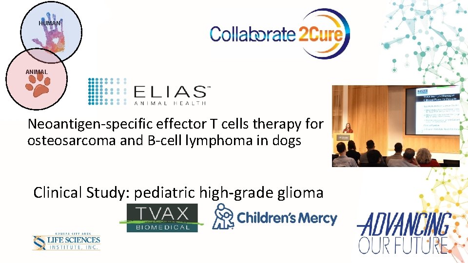 HUMAN ANIMAL Neoantigen-specific effector T cells therapy for osteosarcoma and B-cell lymphoma in dogs