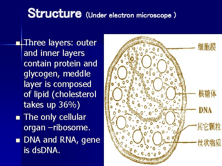 Structure (Under electron microscope ) n n n Three layers: outer and inner layers Structure (Under electron microscope ) n n n Three layers: outer and inner layers