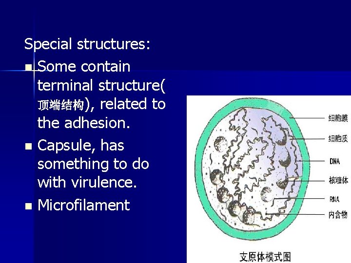 Special structures: n Some contain terminal structure( 顶端结构), related to the adhesion. n Capsule, Special structures: n Some contain terminal structure( 顶端结构), related to the adhesion. n Capsule,