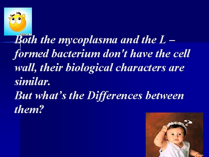 Both the mycoplasma and the L – formed bacterium don't have the cell wall, Both the mycoplasma and the L – formed bacterium don't have the cell wall,