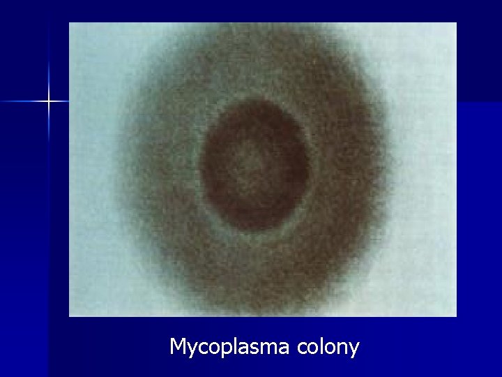 Mycoplasma colony Mycoplasma colony