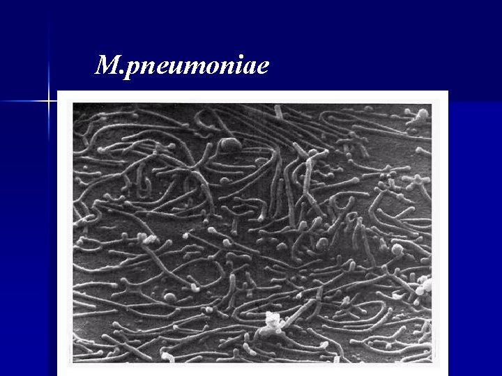 M. pneumoniae M. pneumoniae