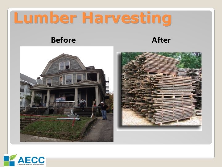 Lumber Harvesting Before After 
