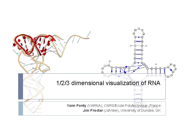 1/2/3 dimensional visualization of RNA Yann Ponty (VARNA), CNRS/Ecole Polytechnique, France Jim Procter (Jal.