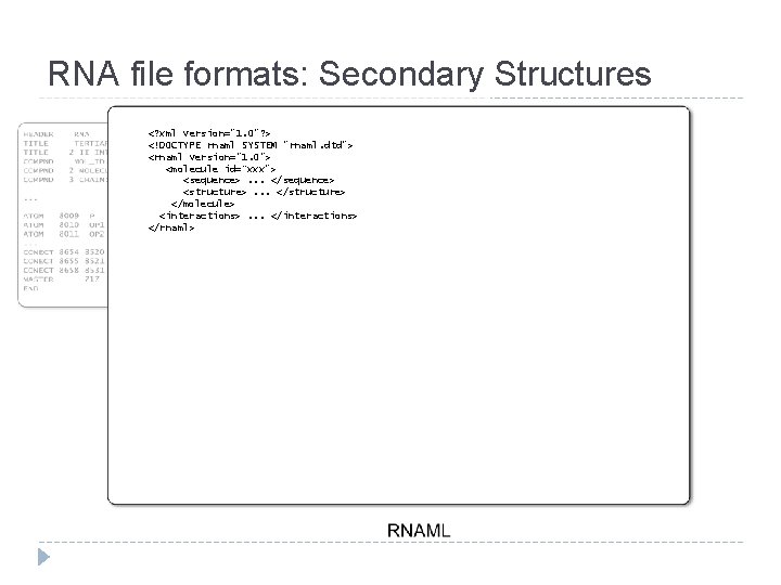 RNA file formats: Secondary Structures <? xml version="1. 0"? > <!DOCTYPE rnaml SYSTEM "rnaml.