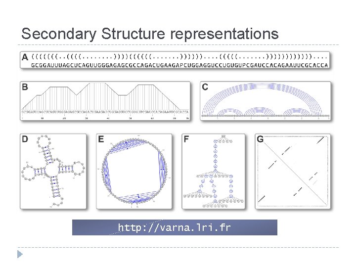 Secondary Structure representations http: //varna. lri. fr Secondary Structure representations http: //varna. lri. fr