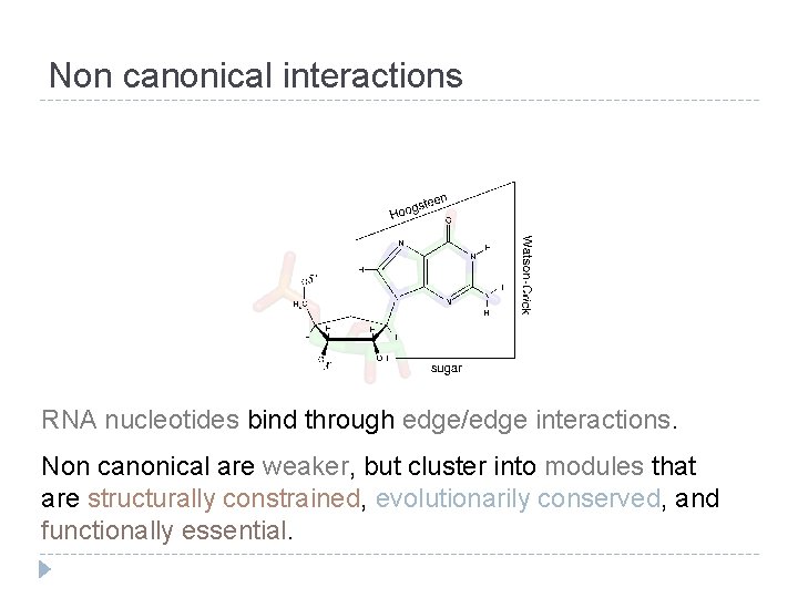 Non canonical interactions RNA nucleotides bind through edge/edge interactions. Non canonical are weaker, but