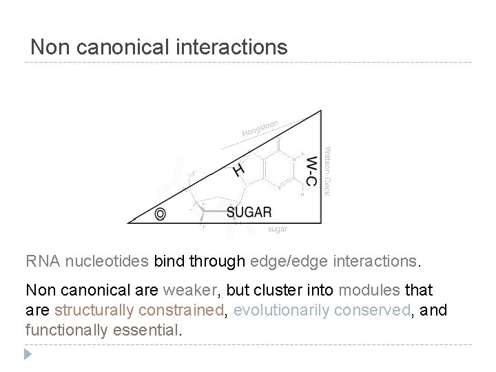 Non canonical interactions RNA nucleotides bind through edge/edge interactions. Non canonical are weaker, but