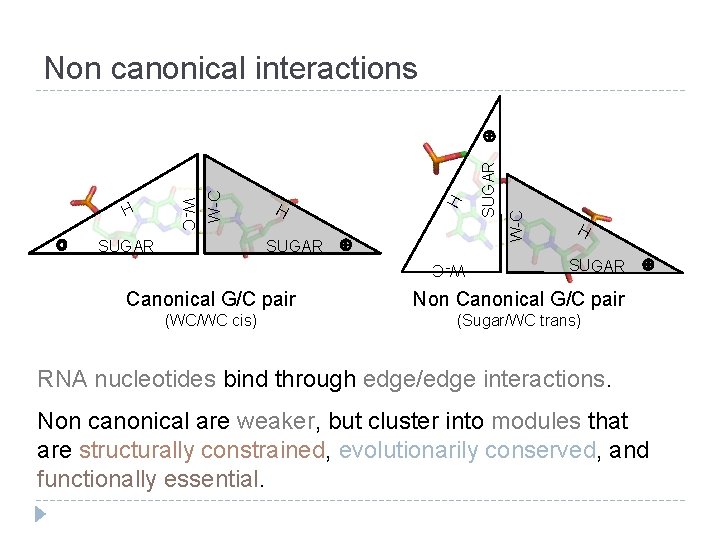W-C SUGAR H H W-C Non canonical interactions H SUGAR W-C Canonical G/C pair W-C SUGAR H H W-C Non canonical interactions H SUGAR W-C Canonical G/C pair