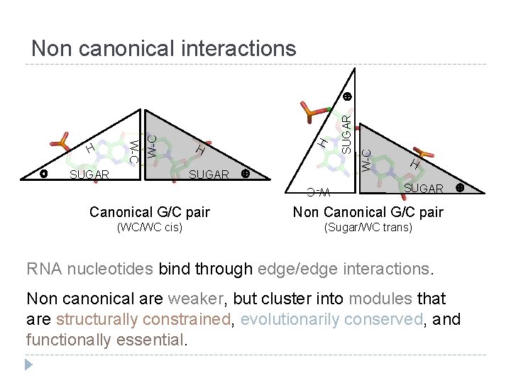 W-C SUGAR H H W-C Non canonical interactions H SUGAR W-C Canonical G/C pair