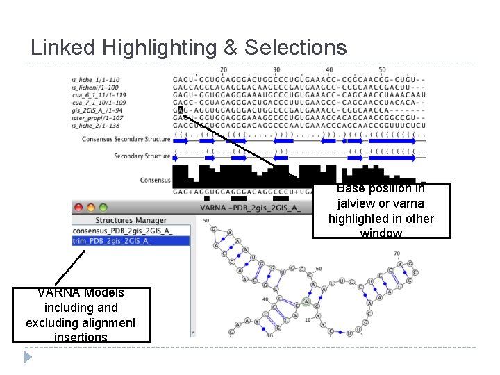 Linked Highlighting & Selections Base position in jalview or varna highlighted in other window Linked Highlighting & Selections Base position in jalview or varna highlighted in other window