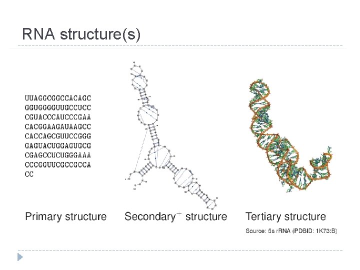 RNA structure(s) RNA structure(s)