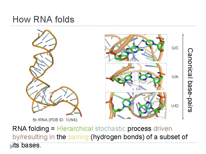 How RNA folds U/A U/G Canonical base-pairs G/C 5 s r. RNA (PDB ID: