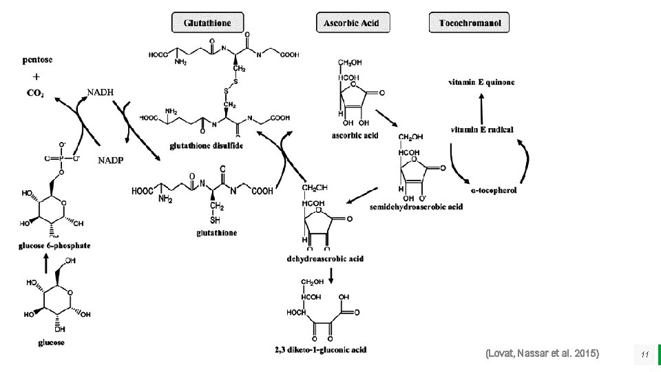 Aspects Related with their role as antioxidant or pro-oxidant q Dosage and “Baseline Nutrient