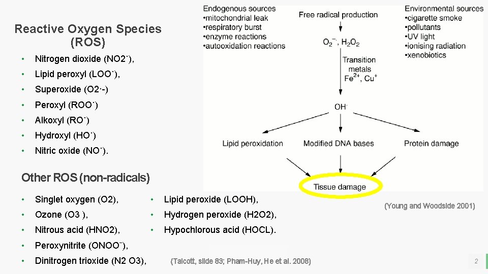 Reactive Oxygen Species (ROS) • Nitrogen dioxide (NO 2˙), • Lipid peroxyl (LOO˙), •