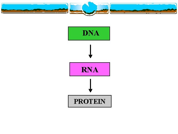 DNA RNA PROTEIN 