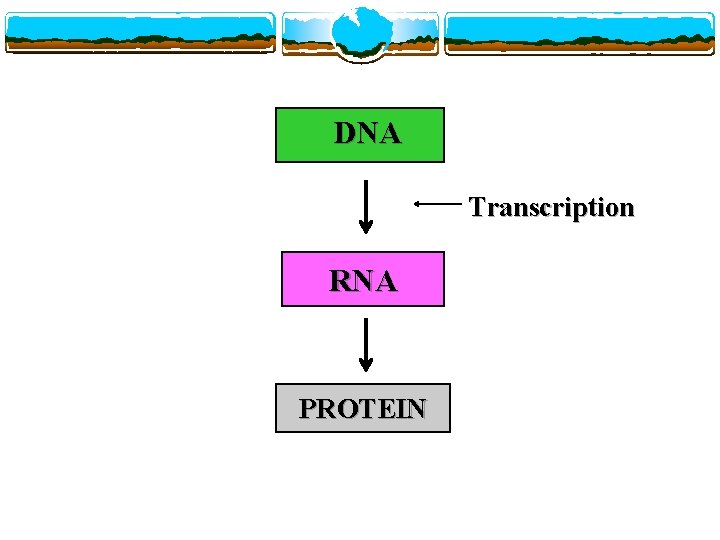 DNA Transcription RNA PROTEIN 