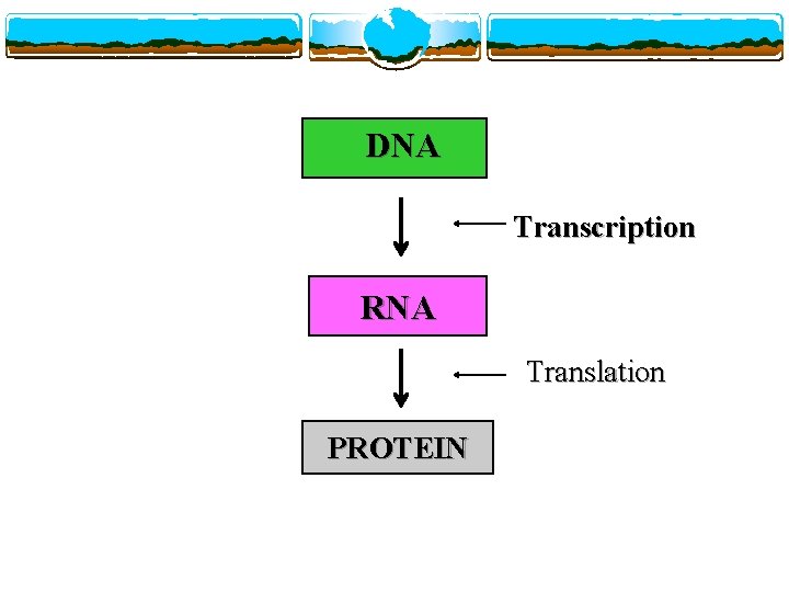 DNA Transcription RNA Translation PROTEIN 