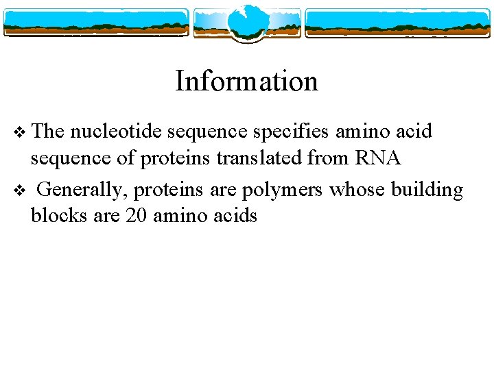 Information v The nucleotide sequence specifies amino acid sequence of proteins translated from RNA