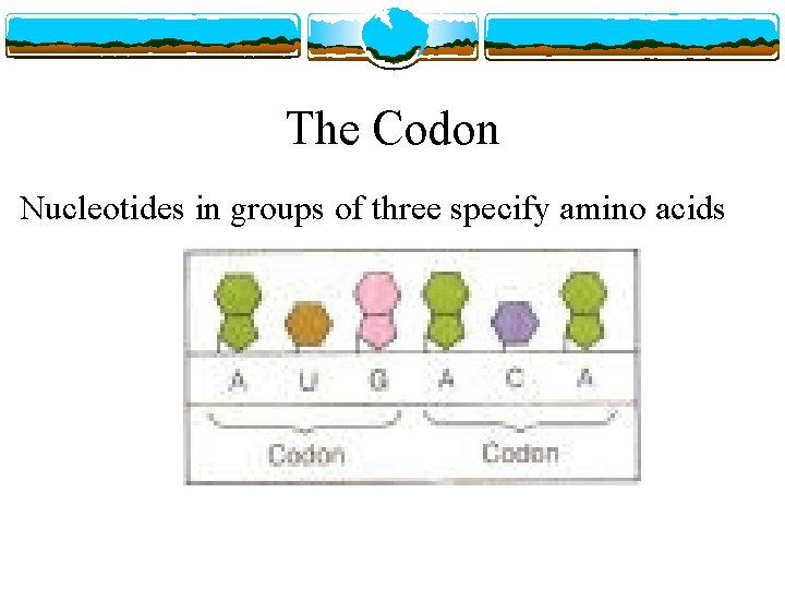 The Codon Nucleotides in groups of three specify amino acids 