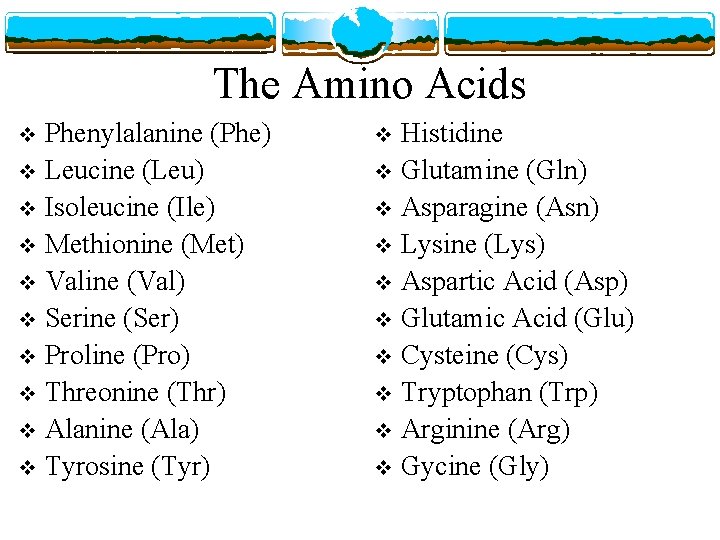 The Amino Acids Phenylalanine (Phe) v Leucine (Leu) v Isoleucine (Ile) v Methionine (Met)