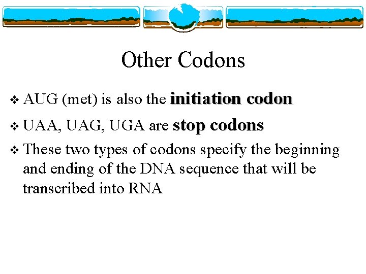 Other Codons (met) is also the initiation codon v AUG UAG, UGA are stop