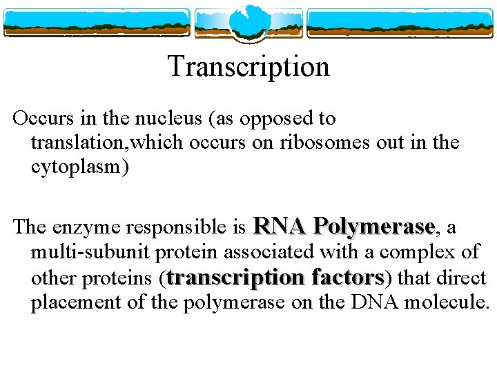 Transcription Occurs in the nucleus (as opposed to translation, which occurs on ribosomes out