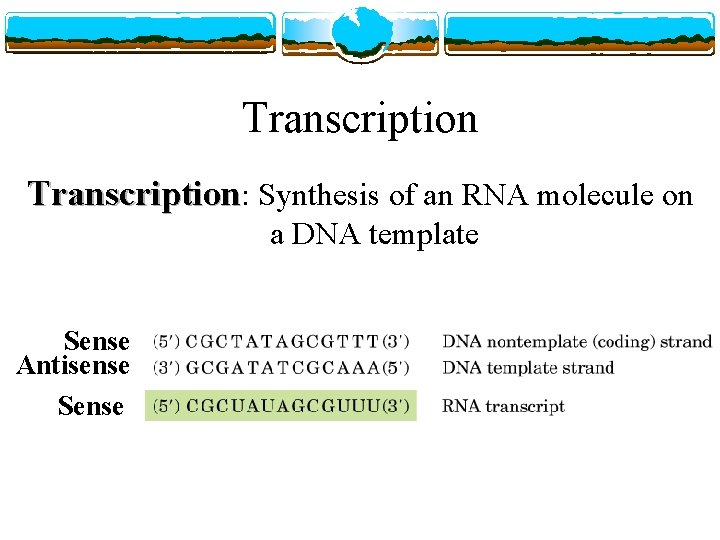 Transcription: Synthesis of an RNA molecule on a DNA template Sense Antisense Sense 