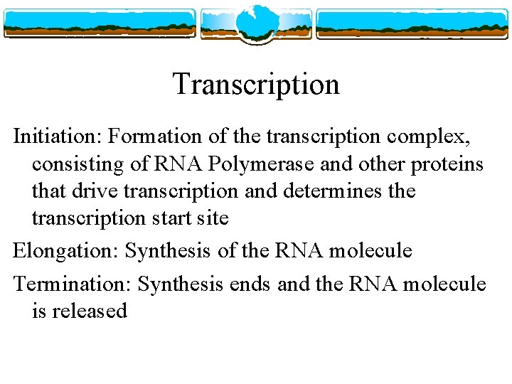 Transcription Initiation: Formation of the transcription complex, consisting of RNA Polymerase and other proteins