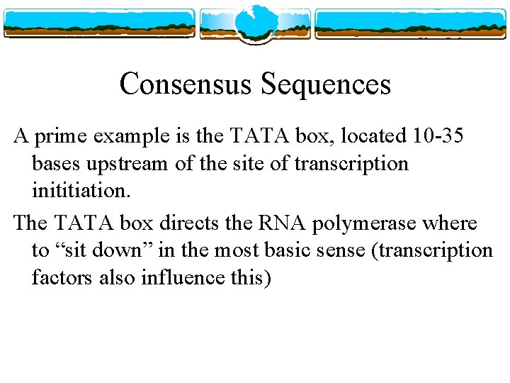 Consensus Sequences A prime example is the TATA box, located 10 -35 bases upstream