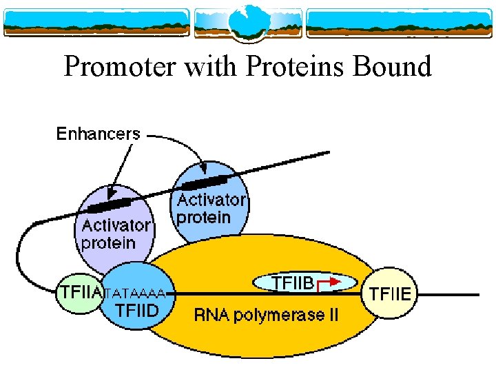 Promoter with Proteins Bound 