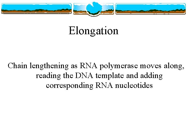 Elongation Chain lengthening as RNA polymerase moves along, reading the DNA template and adding