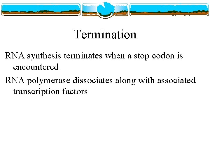 Termination RNA synthesis terminates when a stop codon is encountered RNA polymerase dissociates along