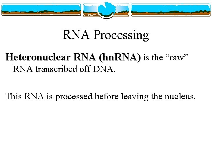 RNA Processing Heteronuclear RNA (hn. RNA) is the “raw” RNA transcribed off DNA. This