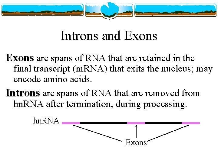 Introns and Exons are spans of RNA that are retained in the final transcript