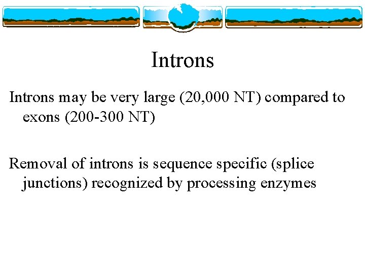Introns may be very large (20, 000 NT) compared to exons (200 -300 NT)