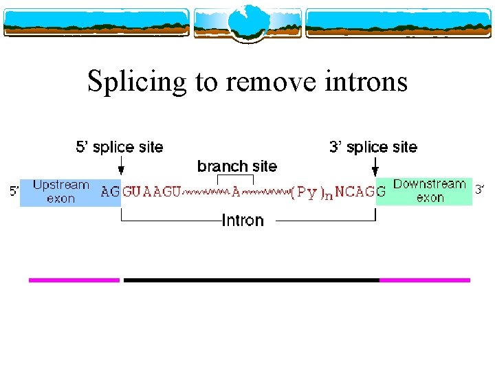 Splicing to remove introns 