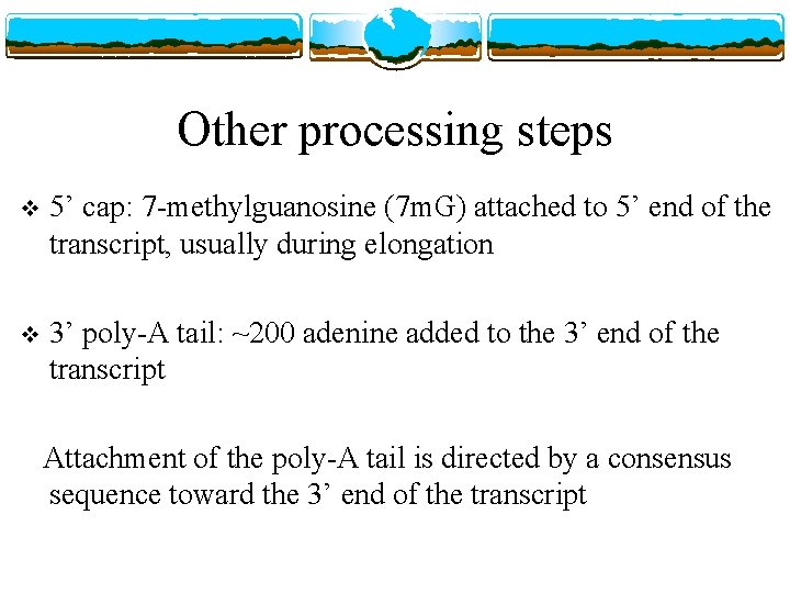 Other processing steps v 5’ cap: 7 -methylguanosine (7 m. G) attached to 5’