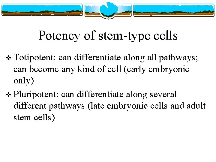 Potency of stem-type cells v Totipotent: can differentiate along all pathways; can become any