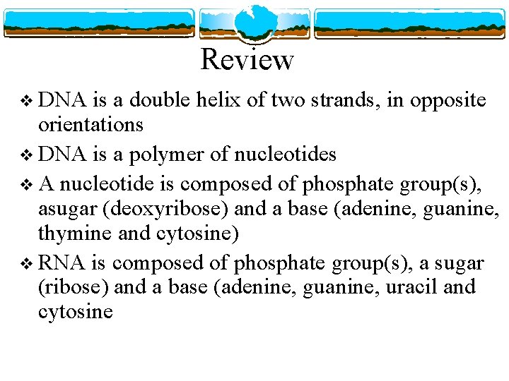 Review v DNA is a double helix of two strands, in opposite orientations v