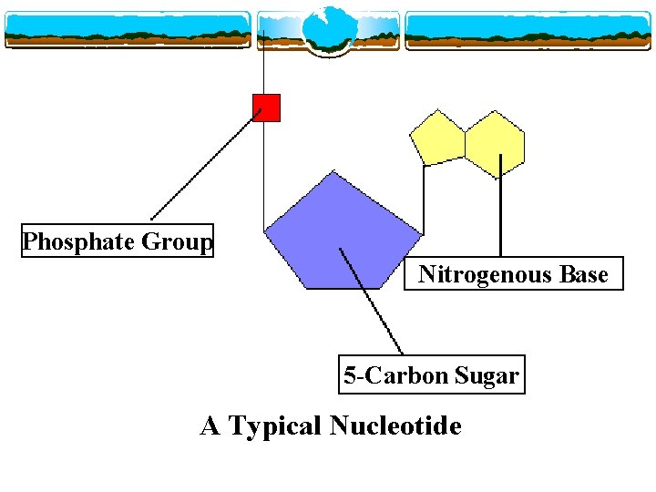 Phosphate Group Nitrogenous Base 5 -Carbon Sugar A Typical Nucleotide 