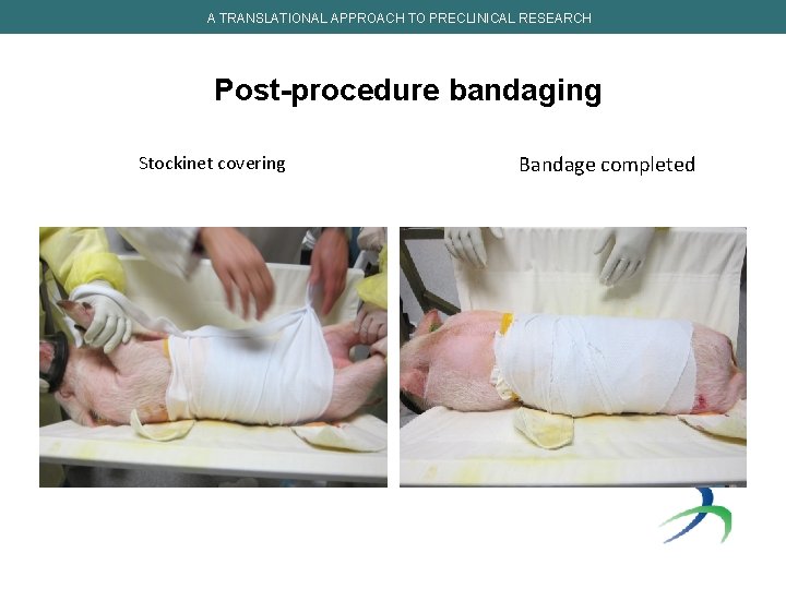 A TRANSLATIONAL APPROACH TO PRECLINICAL RESEARCH Post-procedure bandaging Stockinet covering Bandage completed 