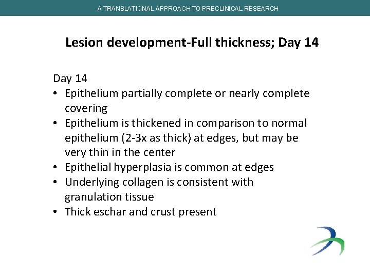 A TRANSLATIONAL APPROACH TO PRECLINICAL RESEARCH Lesion development-Full thickness; Day 14 • Epithelium partially