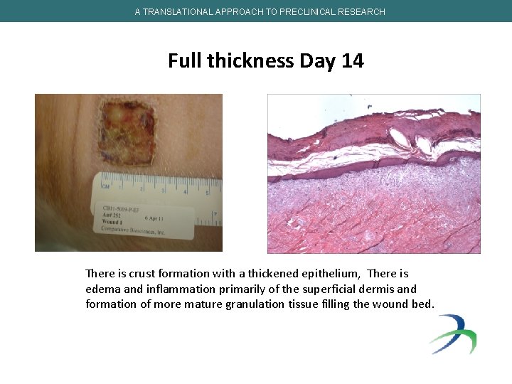 A TRANSLATIONAL APPROACH TO PRECLINICAL RESEARCH Full thickness Day 14 There is crust formation