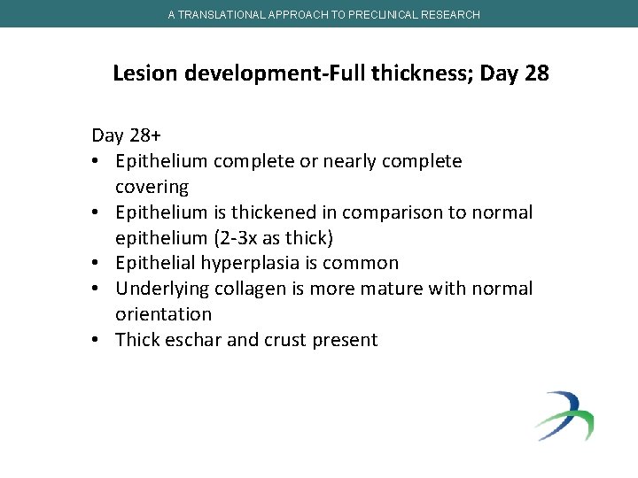 A TRANSLATIONAL APPROACH TO PRECLINICAL RESEARCH Lesion development-Full thickness; Day 28+ • Epithelium complete