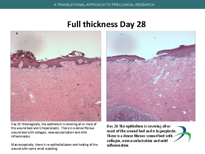 A TRANSLATIONAL APPROACH TO PRECLINICAL RESEARCH Full thickness Day 28 Histologically, the epithelium is